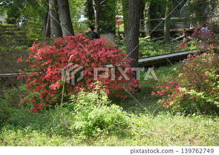 Azalea's flower 139762749