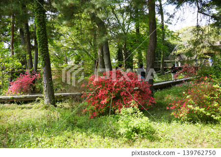 Azalea's flower 139762750