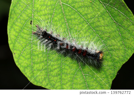 Detoxified gypsy moth caterpillar (final instar larva, strobe macro photography of a Japanese natural insect ecology) Detoxified gypsy moth caterpillar (final instar larva, strobe macro photography of a Japanese natural insect ecology) 139762772