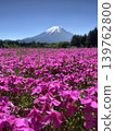 A beautiful view of Mt. Fuji from the perspective of the flowers at the Fuji Shiba Matsuri (flower garden festival) in Yamanashi Prefecture. 139762800