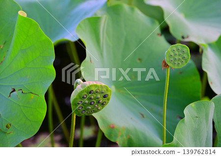 Lotus seeds 139762814