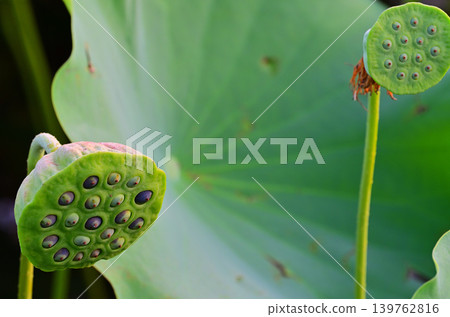 Lotus seeds 139762816