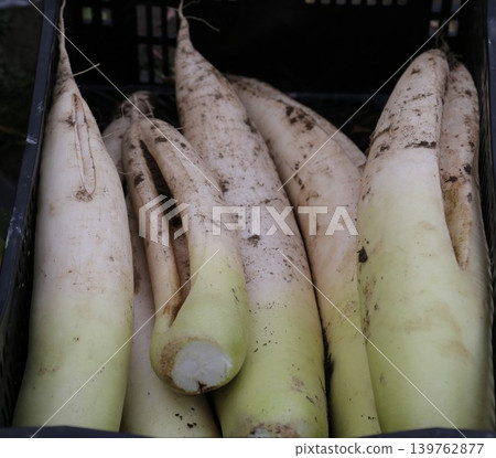 Freshly harvested radishes 139762877