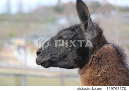 An alpaca staring at us 139762878