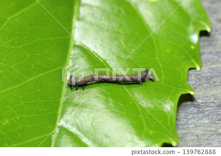 A blackish-brown caterpillar larva of a Geometridae moth with white spots on a young leaf (Macro photography of insect ecology in the Japanese field). A blackish-brown caterpillar larva of a Geometridae moth with white spots on a young leaf (Macro photography of insect ecology in the Japanese field). 139762888