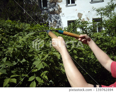 Hands hold wooden-handled garden shears to trim a lush green bush on a bright sunny day. A weathered white building with windows creates a clear backdrop for this yard maintenance work Hands hold wooden-handled garden shears to trim a lush green bush on a bright sunny day. A weathered white building with windows creates a clear backdrop for this yard maintenance work 139762894