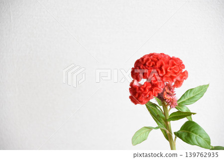 紅色基多 紅色基多 139762935