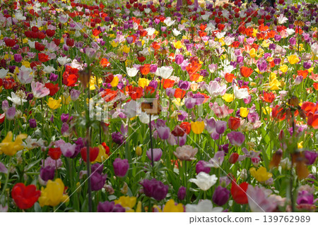 Tulip field Tulip field 139762989