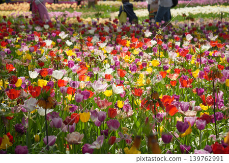 Tulip field 139762991
