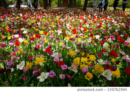 Tulip field Tulip field 139762994