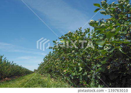 夏日天空下的加拿大藍莓農場 夏日天空下的加拿大藍莓農場 139763010