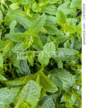Fresh Mint Leaves Growing In Herb Garden Fresh Mint Leaves Growing In Herb Garden 139763044