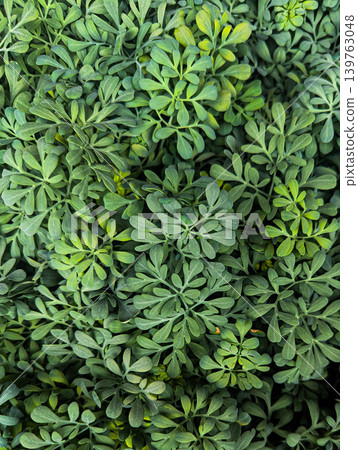 Aromatic Green Herb Leaves Used As Natural Mosquito Repellent Aromatic Green Herb Leaves Used As Natural Mosquito Repellent 139763048