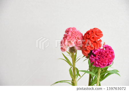 Pink and red celosia Pink and red celosia 139763072