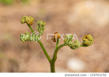 New shoots of bracken sprouting in the spring mountains and fields New shoots of bracken sprouting in the spring mountains and fields 139763256