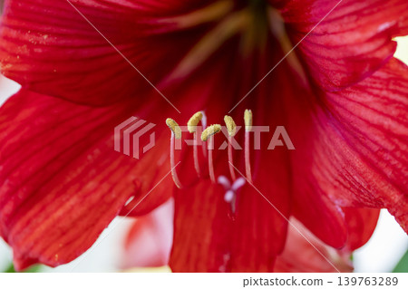 朱頂紅 朱頂紅 139763289