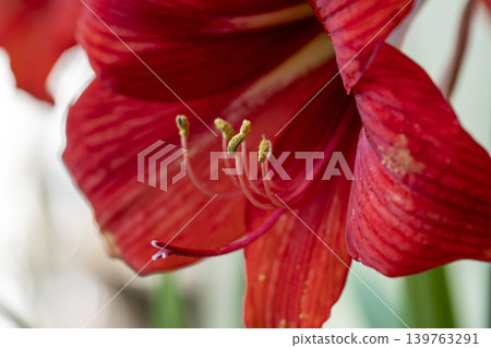 Amaryllis 139763291