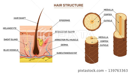 Hair structure. Scientific infographics banner design, anatomical educational poster, human skin cross section, follicle, cuticle, dermatology and trichology education qualitative vector set Hair structure. Scientific infographics banner design, anatomical educational poster, human skin cross section, follicle, cuticle, dermatology and trichology education qualitative vector set 139763363