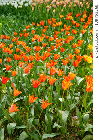 Tulip flower Tulip flower 139763369