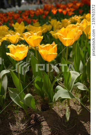Tulip flower 139763372