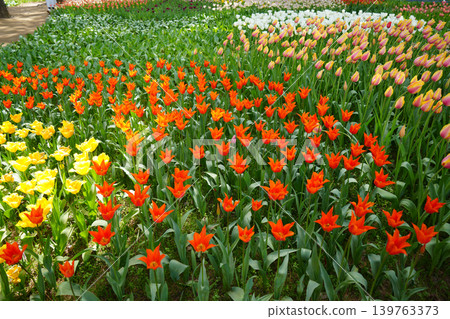 Tulip flower Tulip flower 139763373