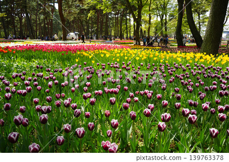 鬱金香花 139763378
