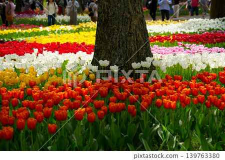 Tulip flower 139763380