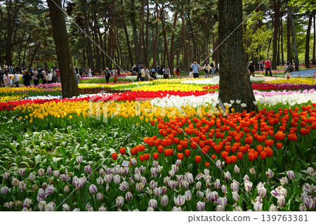 Tulip flower Tulip flower 139763381