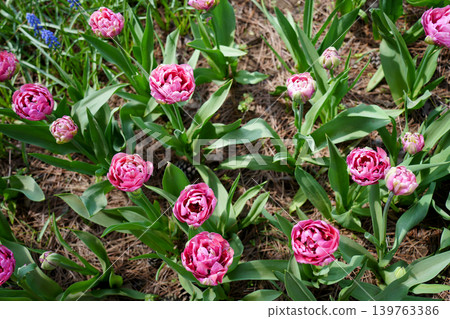 Tulip flower 139763386