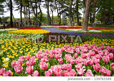 Tulip flower Tulip flower 139763389