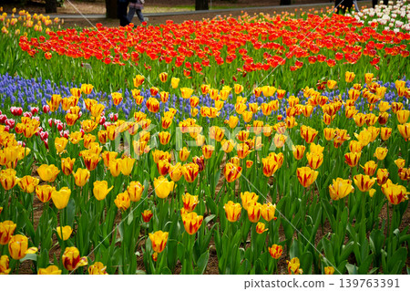 Tulip flower Tulip flower 139763391