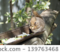 Squirre 139763468