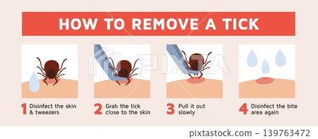 Removing tick. Step by step instructions for removing stuck insect, detection parasite, peddler of serious diseases, medical infographic poster, garish vector cartoon isolated concept Removing tick. Step by step instructions for removing stuck insect, detection parasite, peddler of serious diseases, medical infographic poster, garish vector cartoon isolated concept 139763472