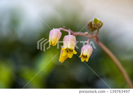 石蓮花 石蓮花 139763497