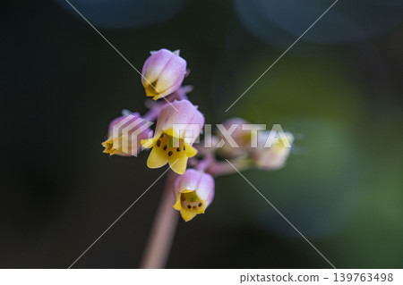 石蓮花 石蓮花 139763498
