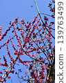 plum	 139763499