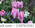 Tulips blooming in the flowerbed 139763561