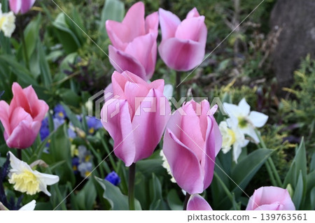 Tulips blooming in the flowerbed Tulips blooming in the flowerbed 139763561