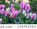 Tulips blooming in the flowerbed 139763562