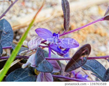 Colony of Polygala japonica (Polygalaceae family) 139763589