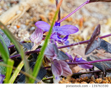 日本遠志（Polygala japonica，遠志科）群落 139763590