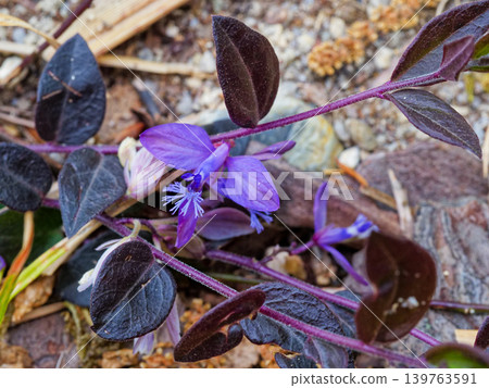 Colony of Polygala japonica (Polygalaceae family) 139763591