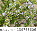 Rosemary	 139763606