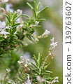 Rosemary up 139763607