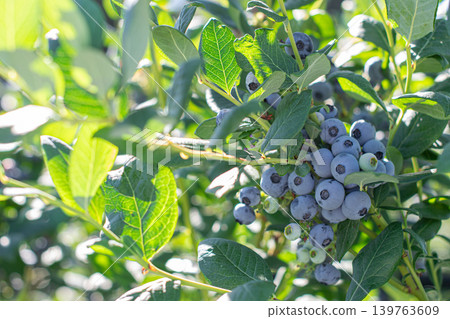 Blueberries in a blueberry orchard, bathed in the summer sun. Blueberries in a blueberry orchard, bathed in the summer sun. 139763609