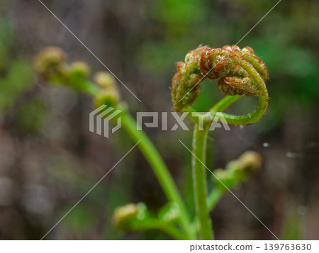 蕨菜的新芽 蕨菜的新芽 139763630