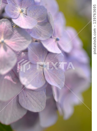 Blue hydrangea Blue hydrangea 139763695