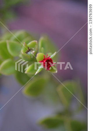 紅花 紅花 139763699