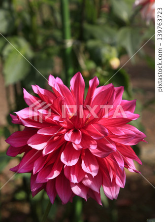 Dahlia 139763723