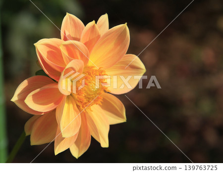 Dahlia 139763725